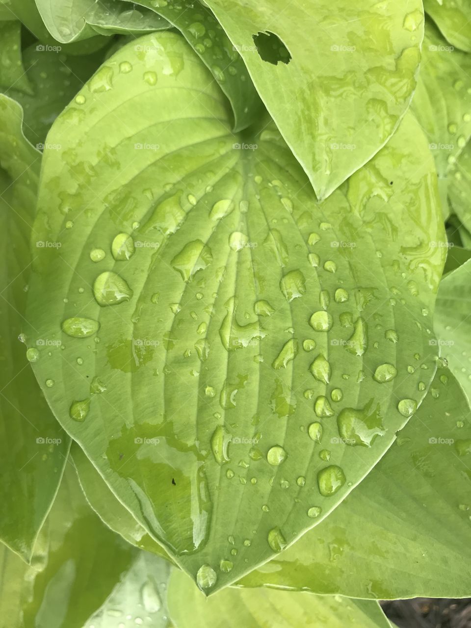 Green leaf after rain. Raindrops