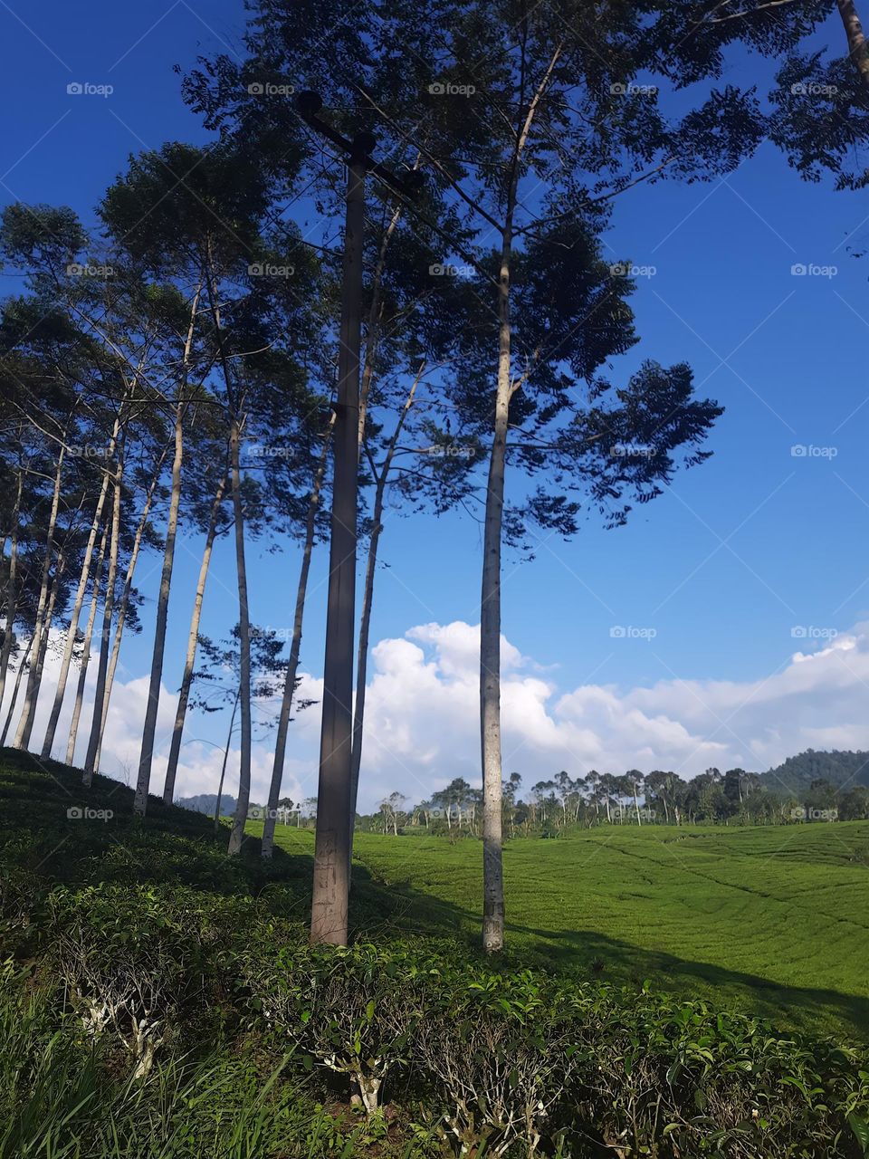 tea garden surrounded by trees and beautiful blue sky