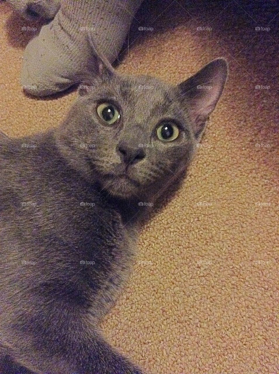 Confused cat what kind of noise was that