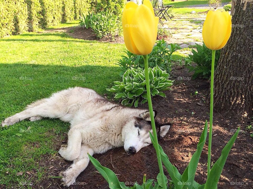 Siberian husky sleeping on grass at garden