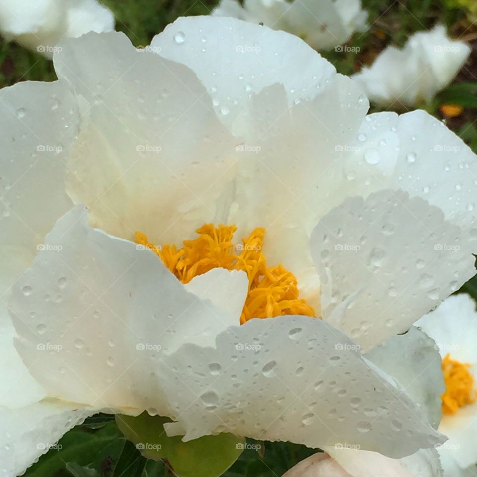 Raindrop on flower