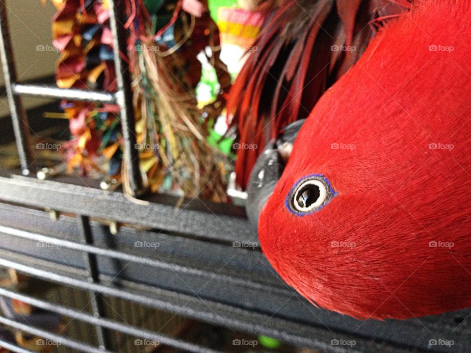 Silly upside down Parrot.