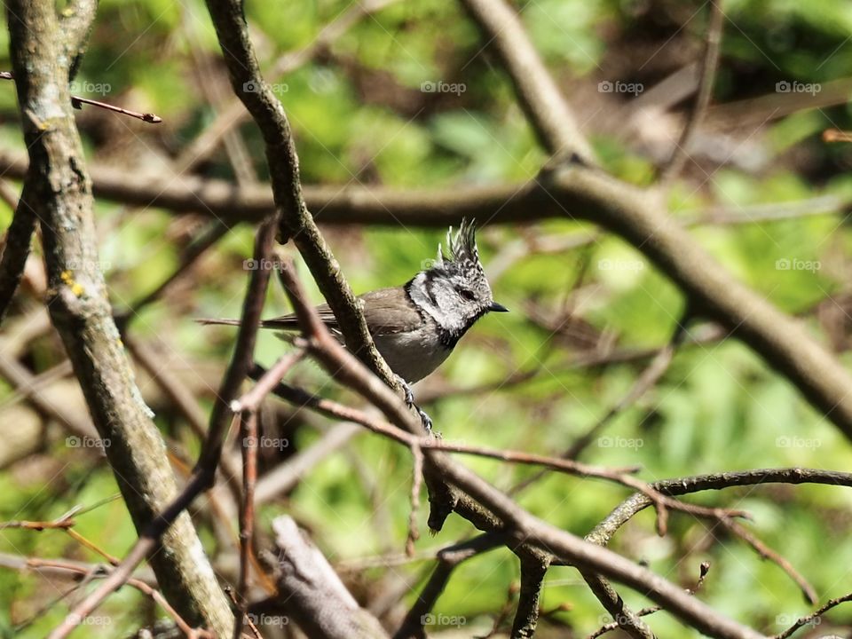 Crested tit