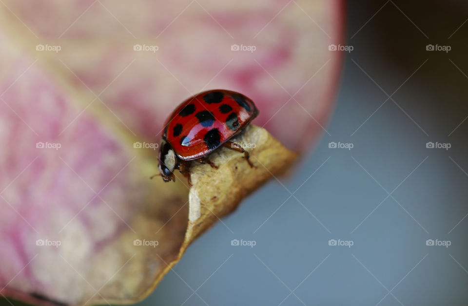 ladybug