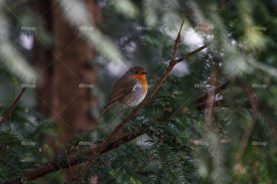 Robin sitting in the branches of a coniferous tree.