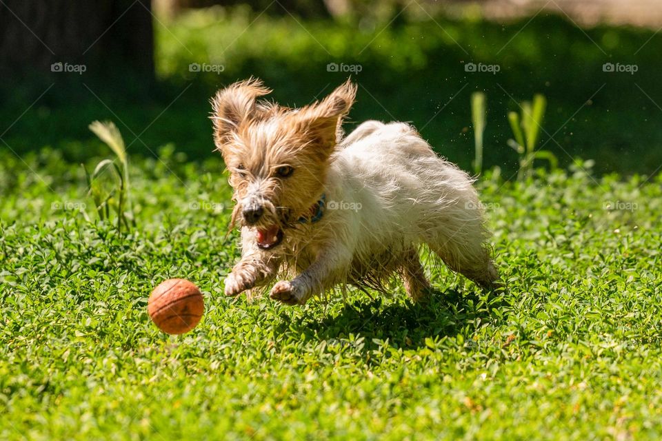 A dog playing with a ball