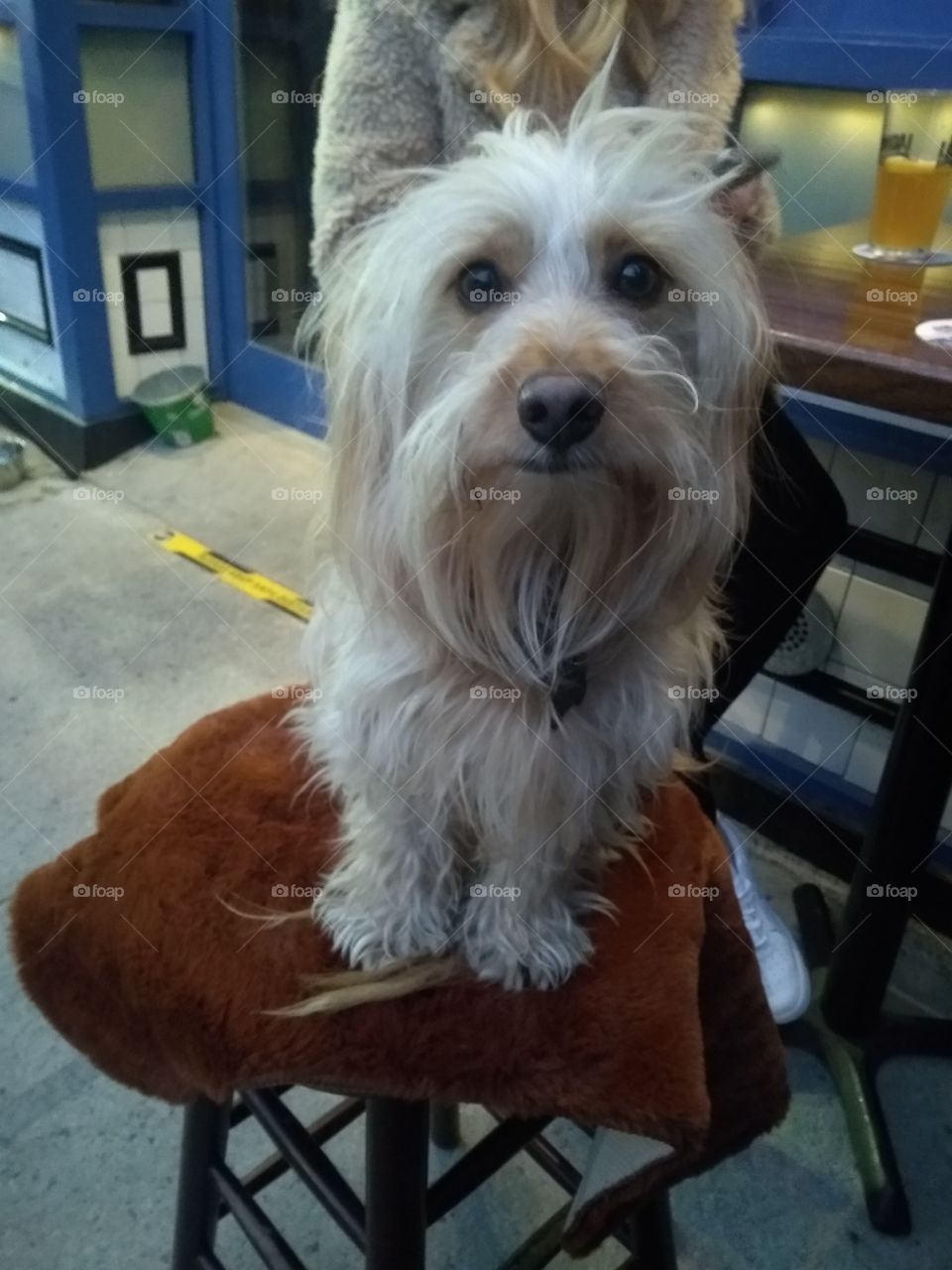 Cute Dog has Own Barstool Outside Bar During Pandemic NYC