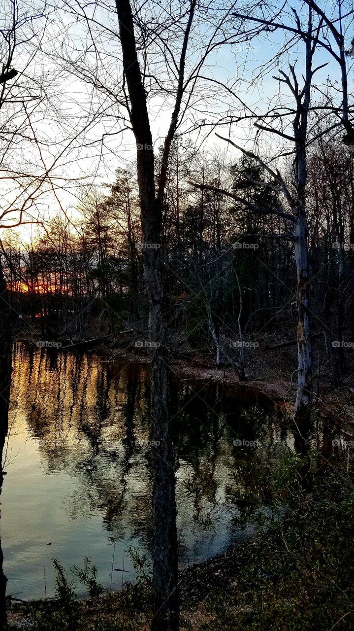 sky st dusk in the woods