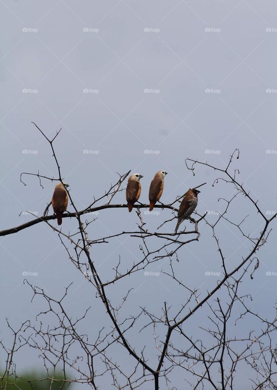 Pale headed munia & scally breasted munia at dryng branch of bush. Looking on three individu of pale headed munia, and one scally breasted munia at the morning day aside of road way, not far from the crown plant .