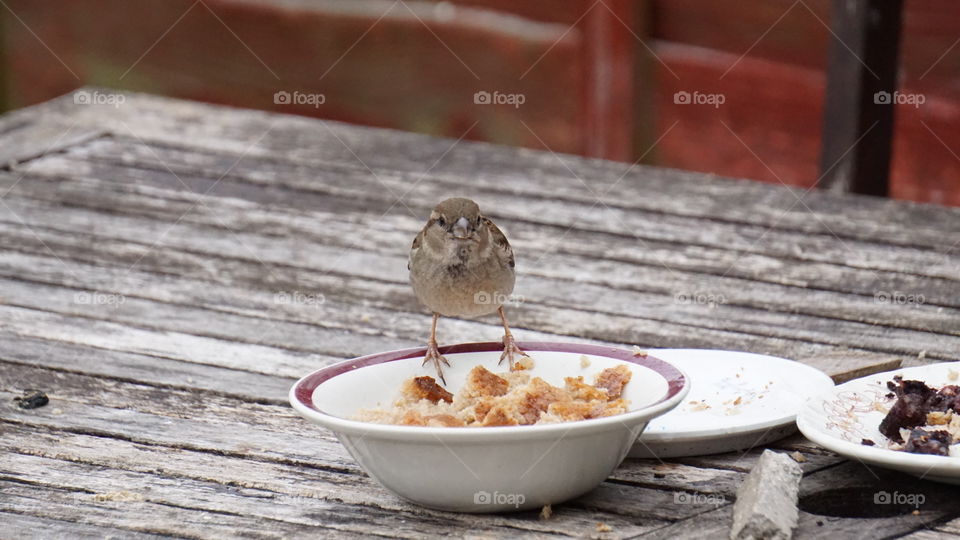 Sparrow on a dish