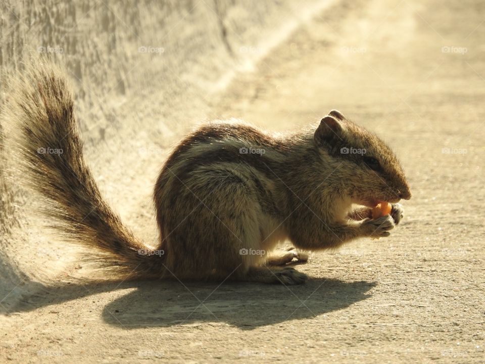 Rodent, Mammal, No Person, Squirrel, Nature
