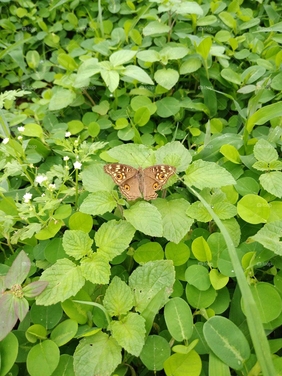 a beautiful butterfly in my garden