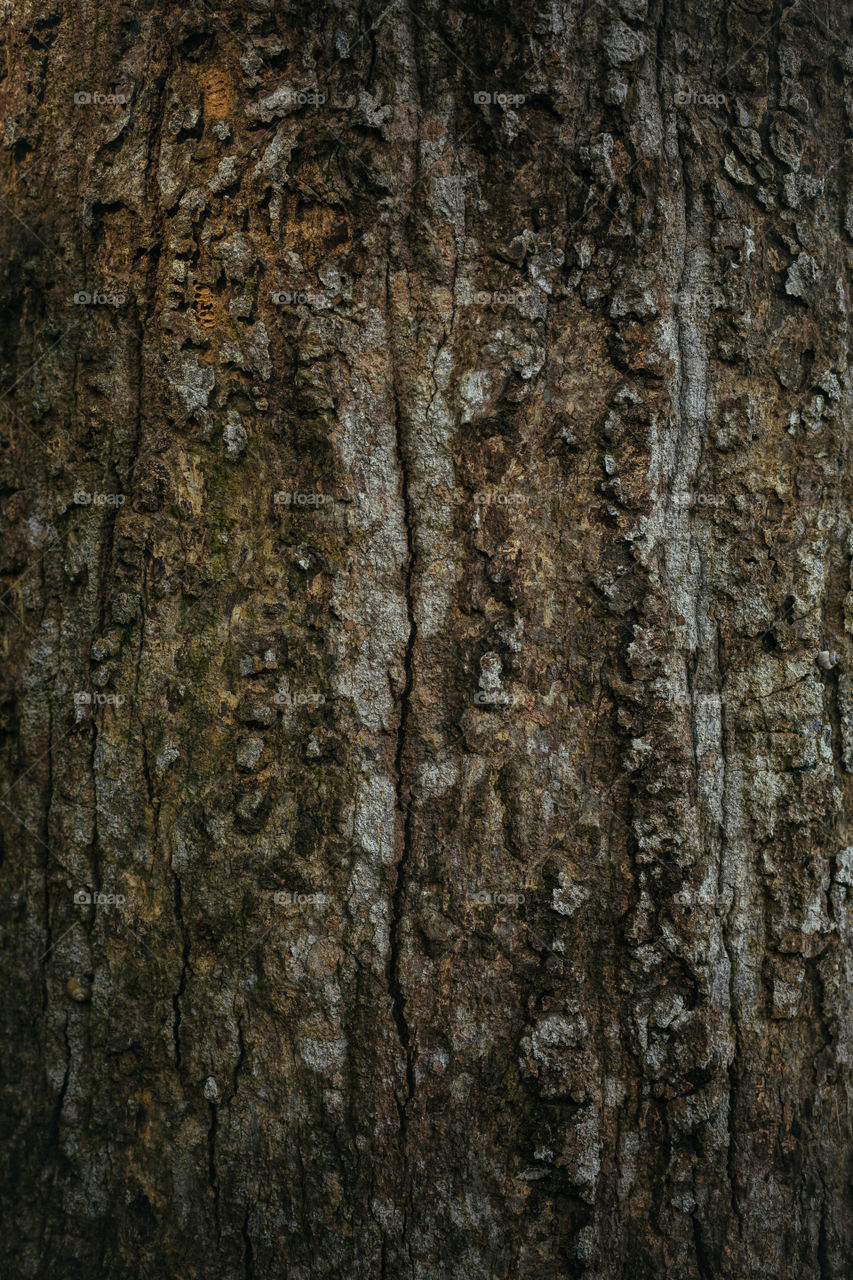 tree bark close-up, bark