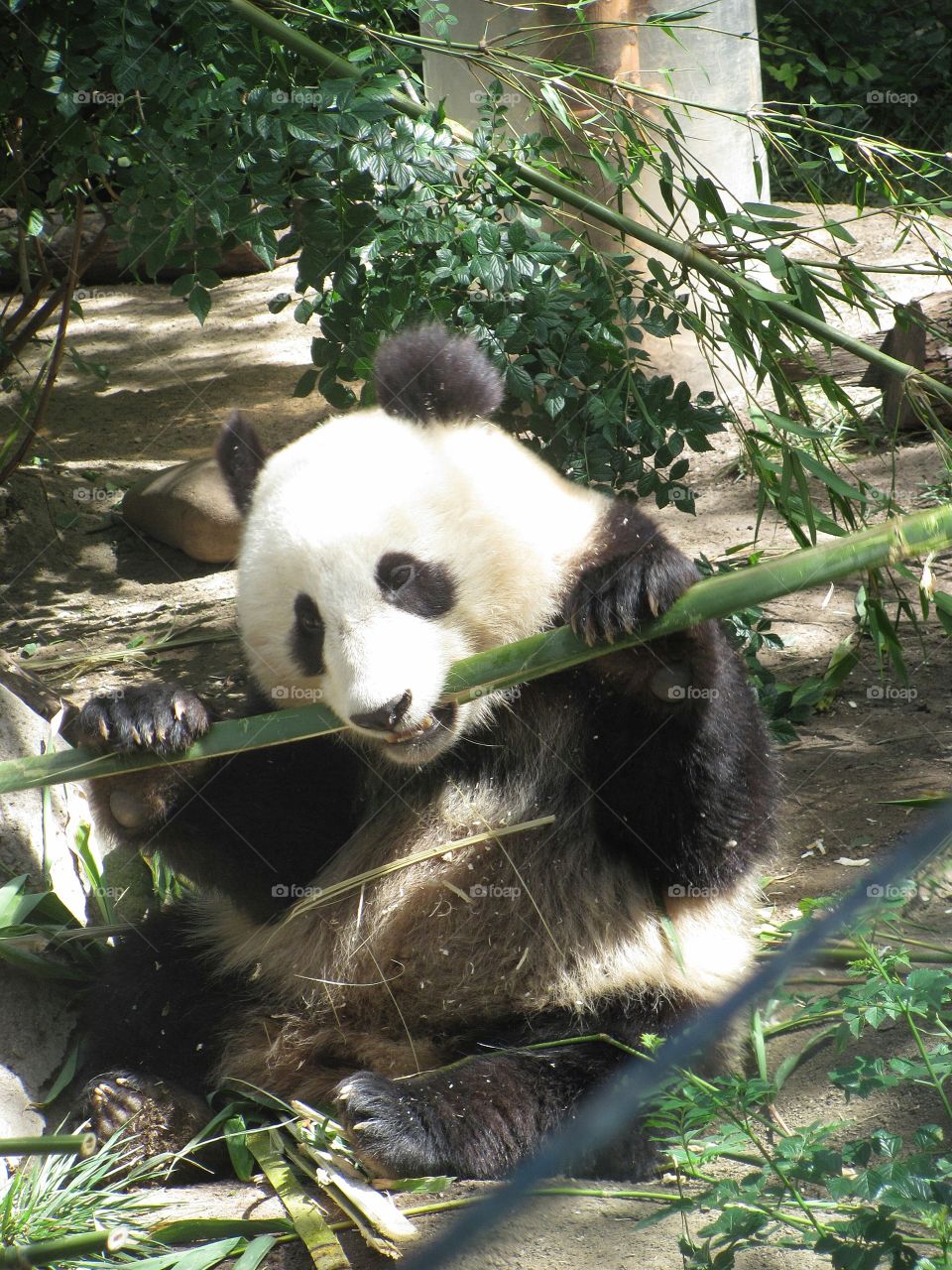 Giant panda