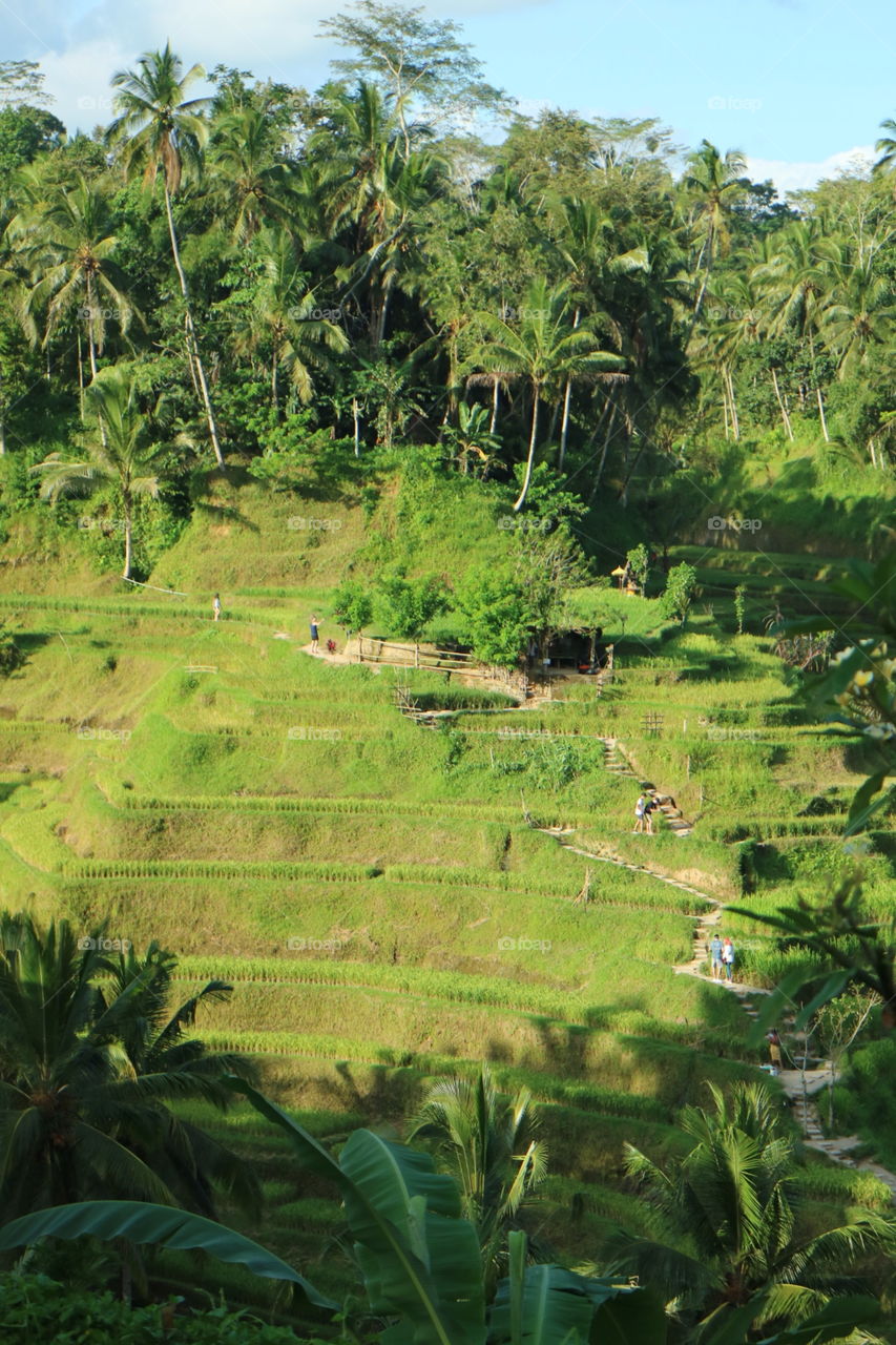 Rice terraces 