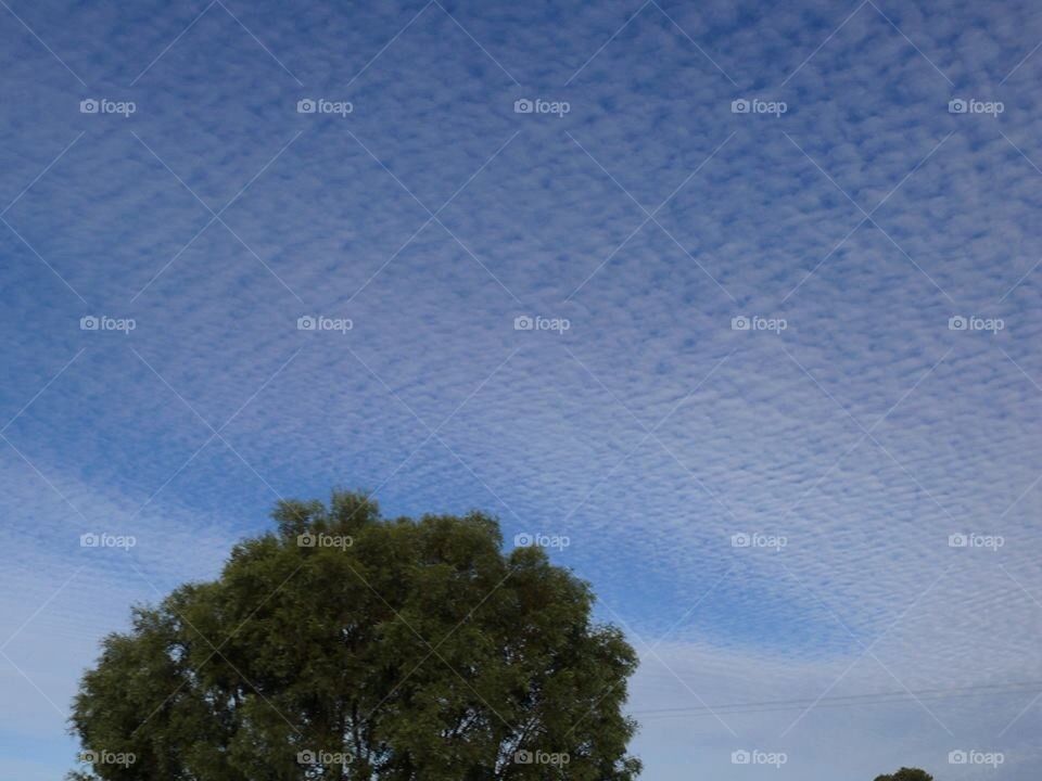 Bush Mackerel Sky 