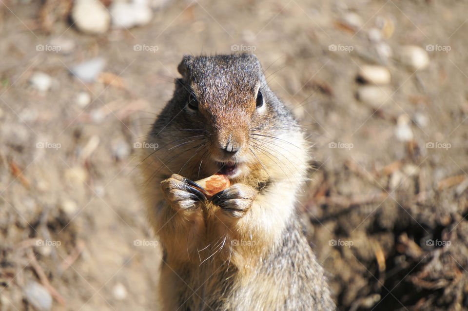 Squirrel near Banff in Alberta, Canada