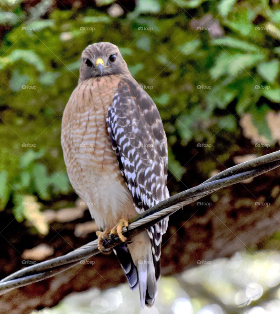 Close-up of hawk bird looking at camera