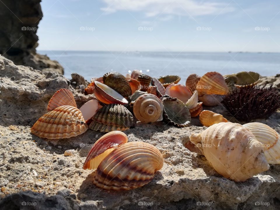 Shells on the rock