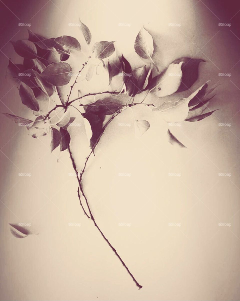 GORGEOUS’s display of leaves in the fall time - beauty in nature 