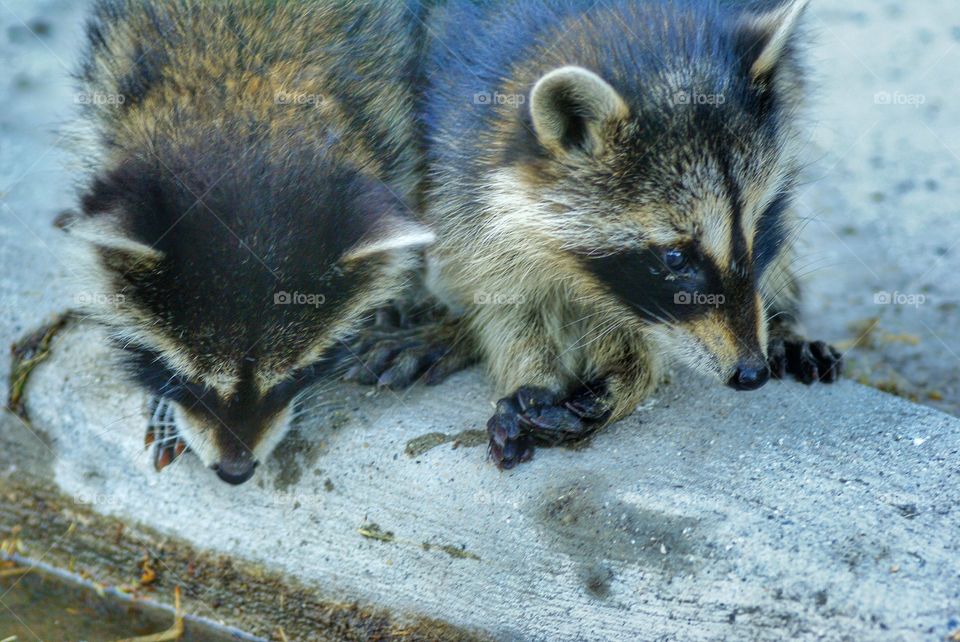 Close-up of raccoons