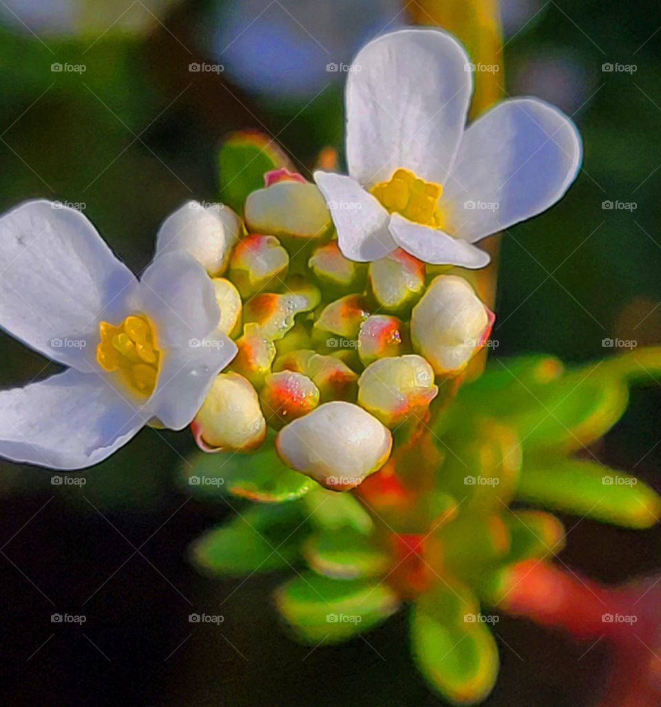 spring blossoms just doing their thing.