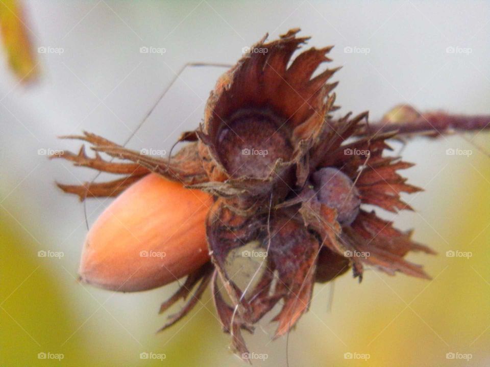 Eine Haselnuss am Baum