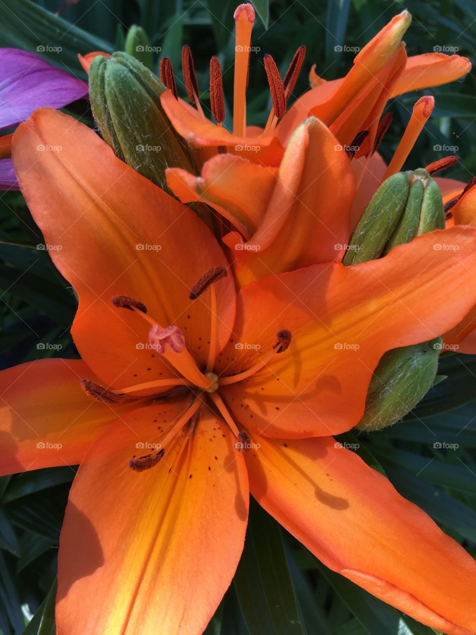 Orange lily