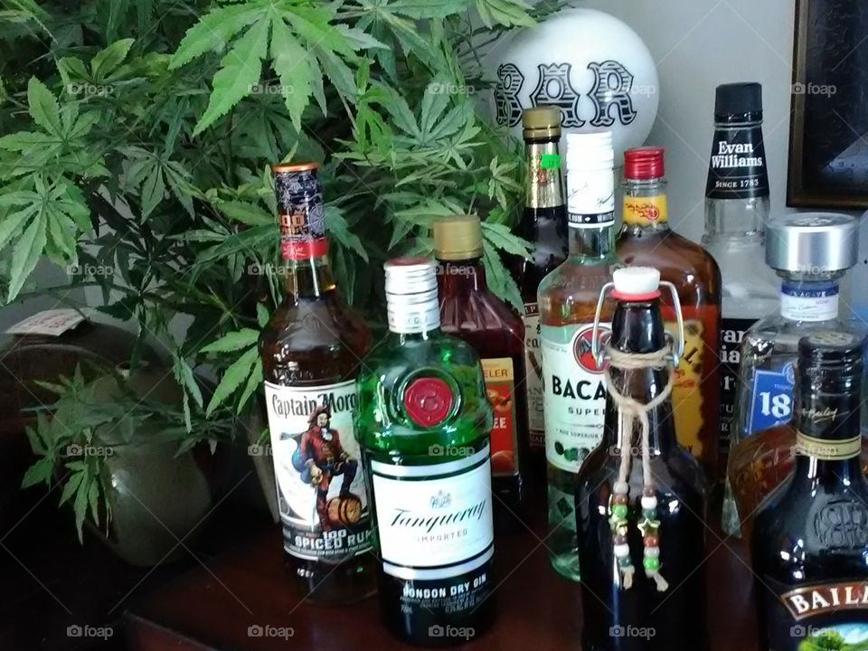 Bar,   alcohol,  plant