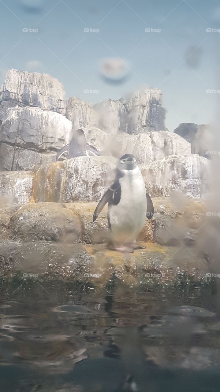penguin at the zoo
