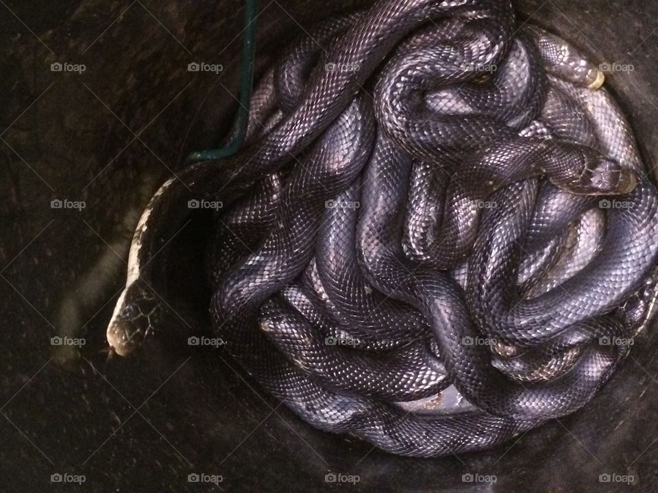 Bucket of snakes.