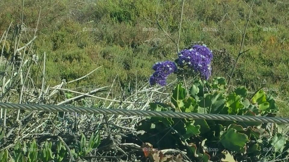 Really Pretty Purple Flower