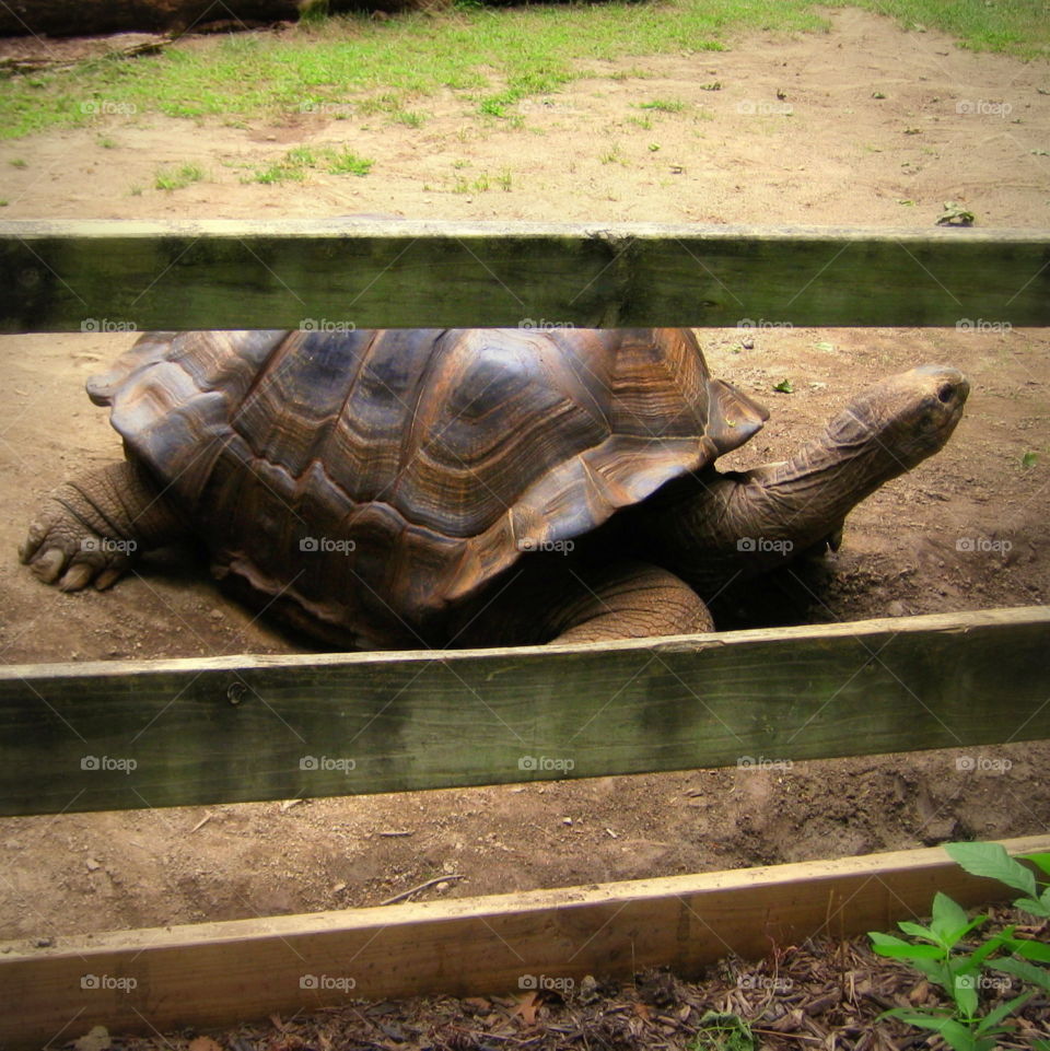 This is a tortoise at the Columbus Zoo in Ohio.