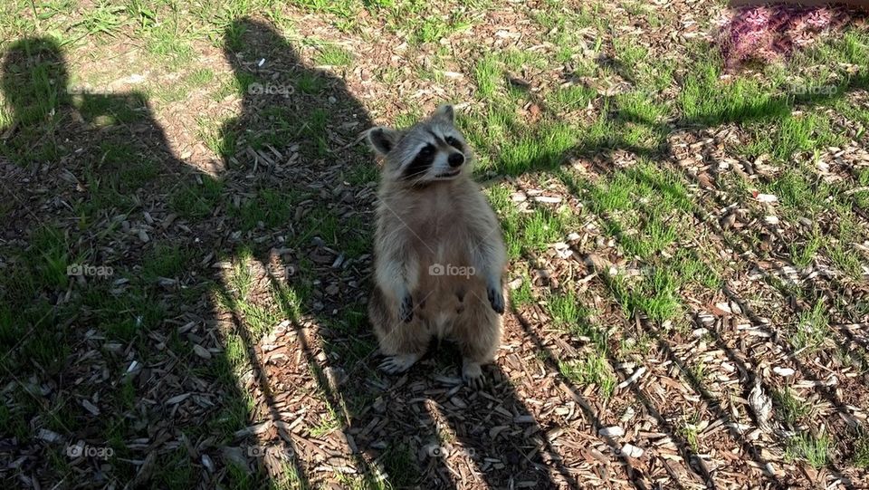 Curious raccoon