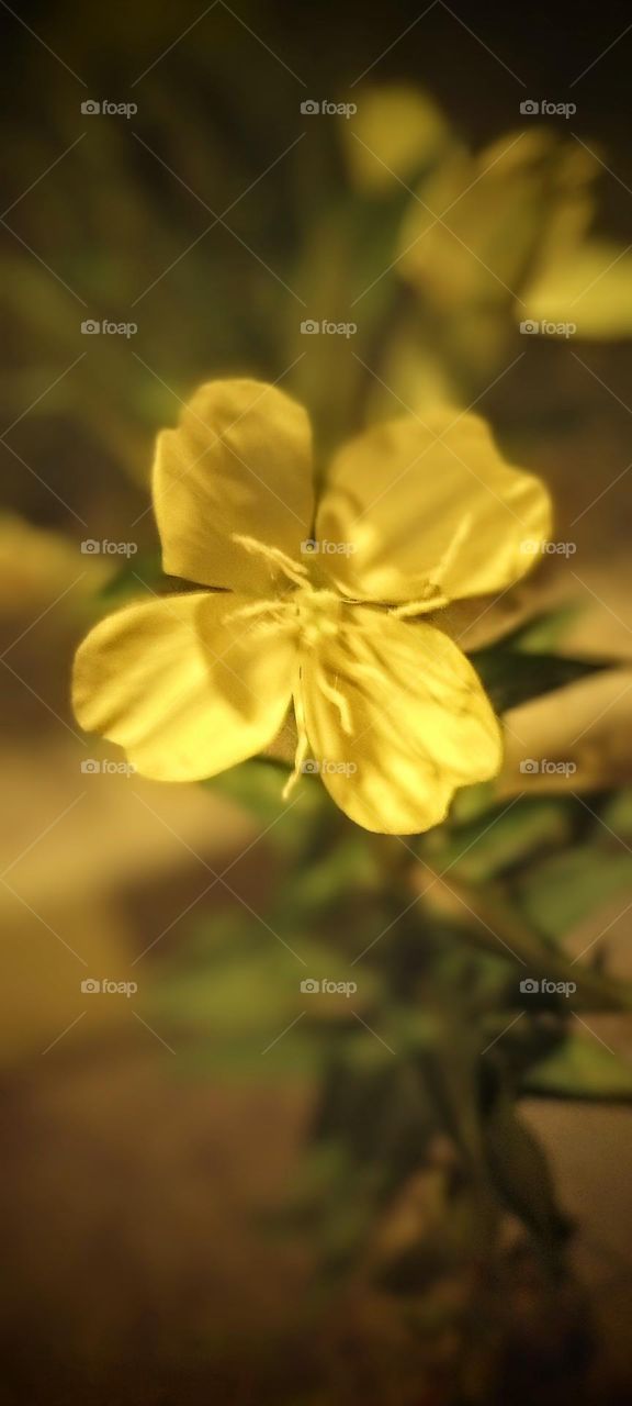 Yellow Macro