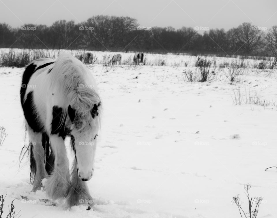 Winter, Snow, Cold, Cavalry, No Person