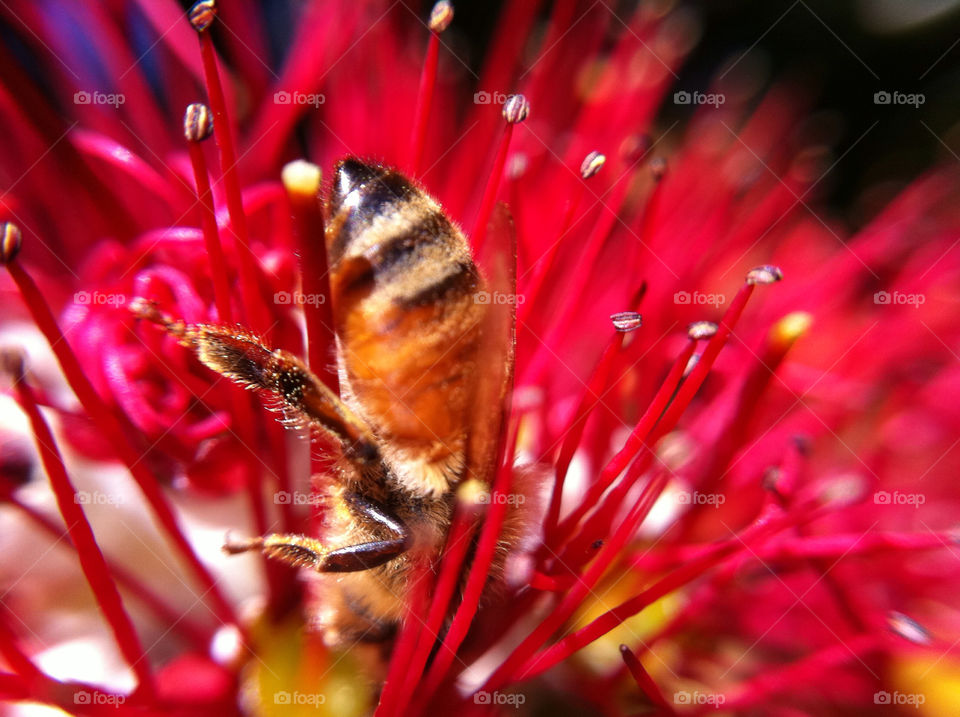 pollen flower macro red by tomrobbarber
