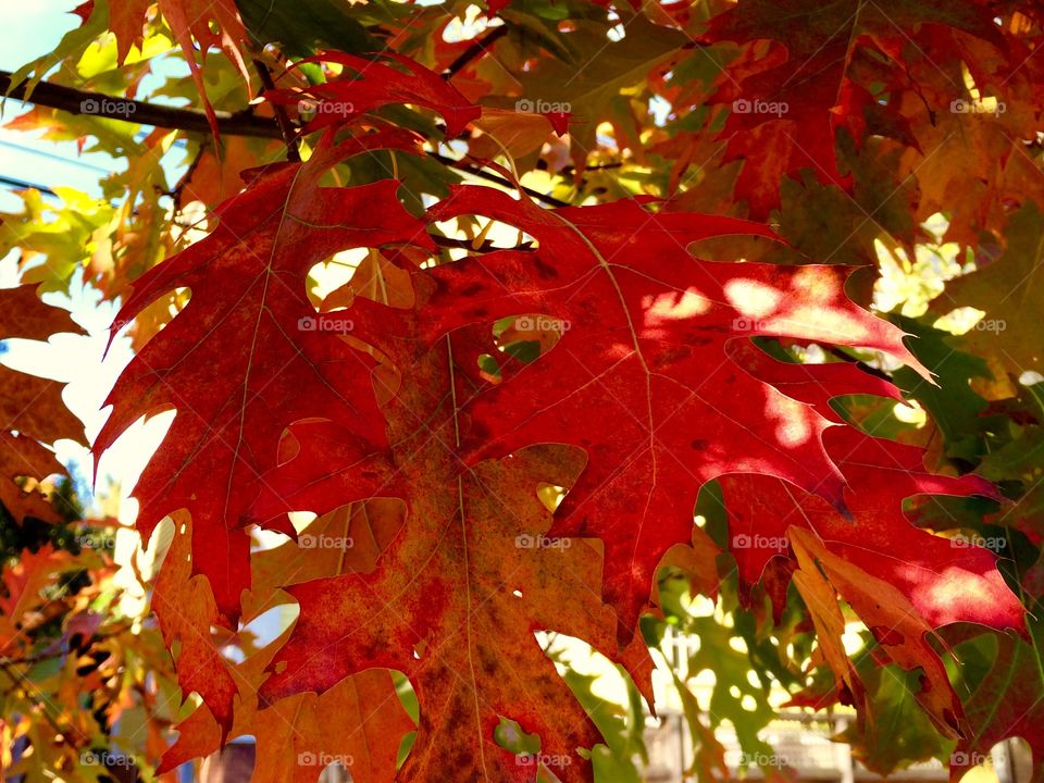 New England autumn 