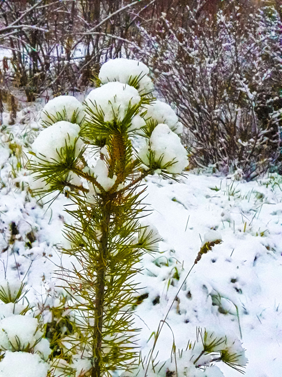 Зимняя осень ёлочка