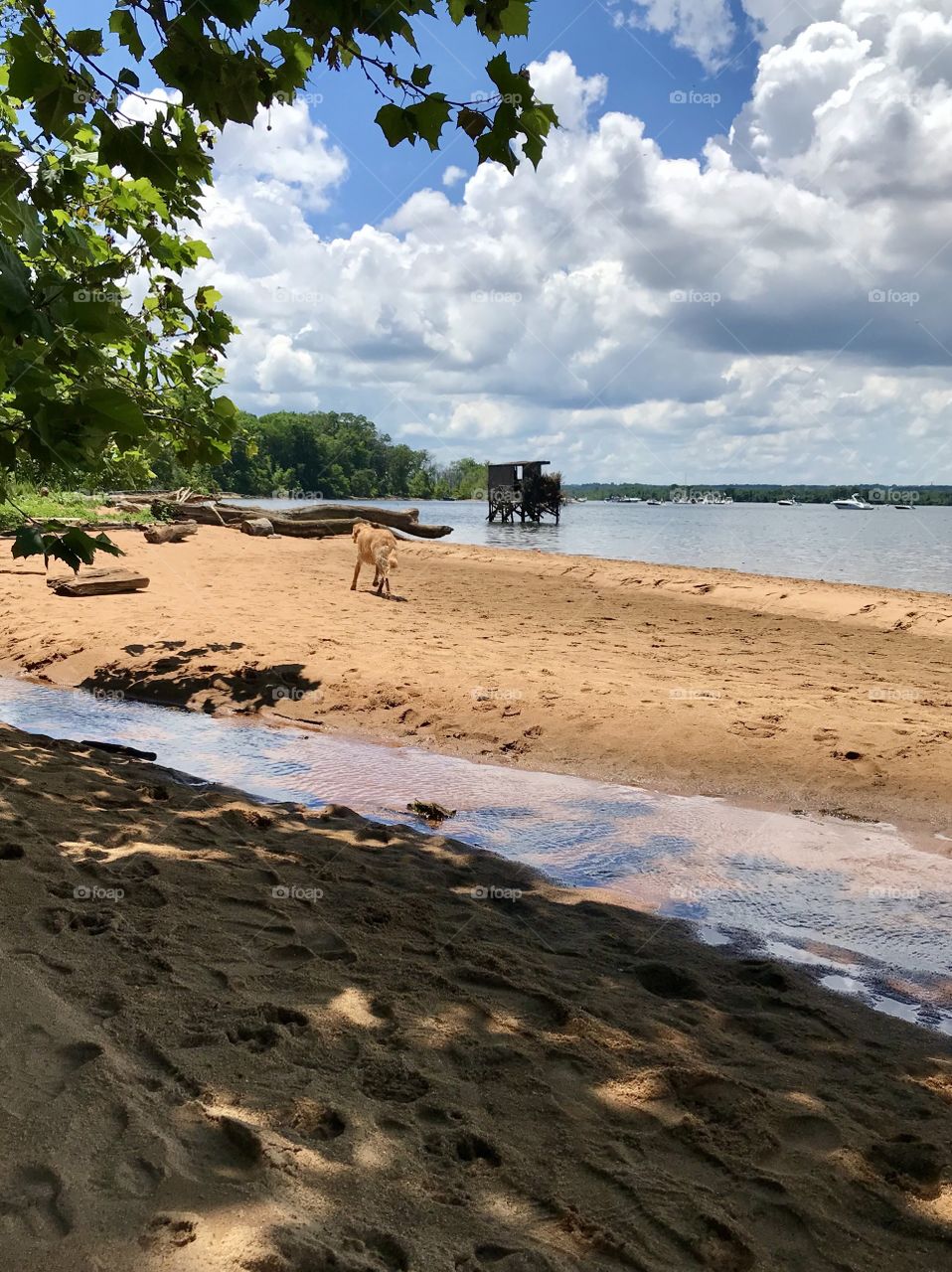 Strolling dog on the beach 