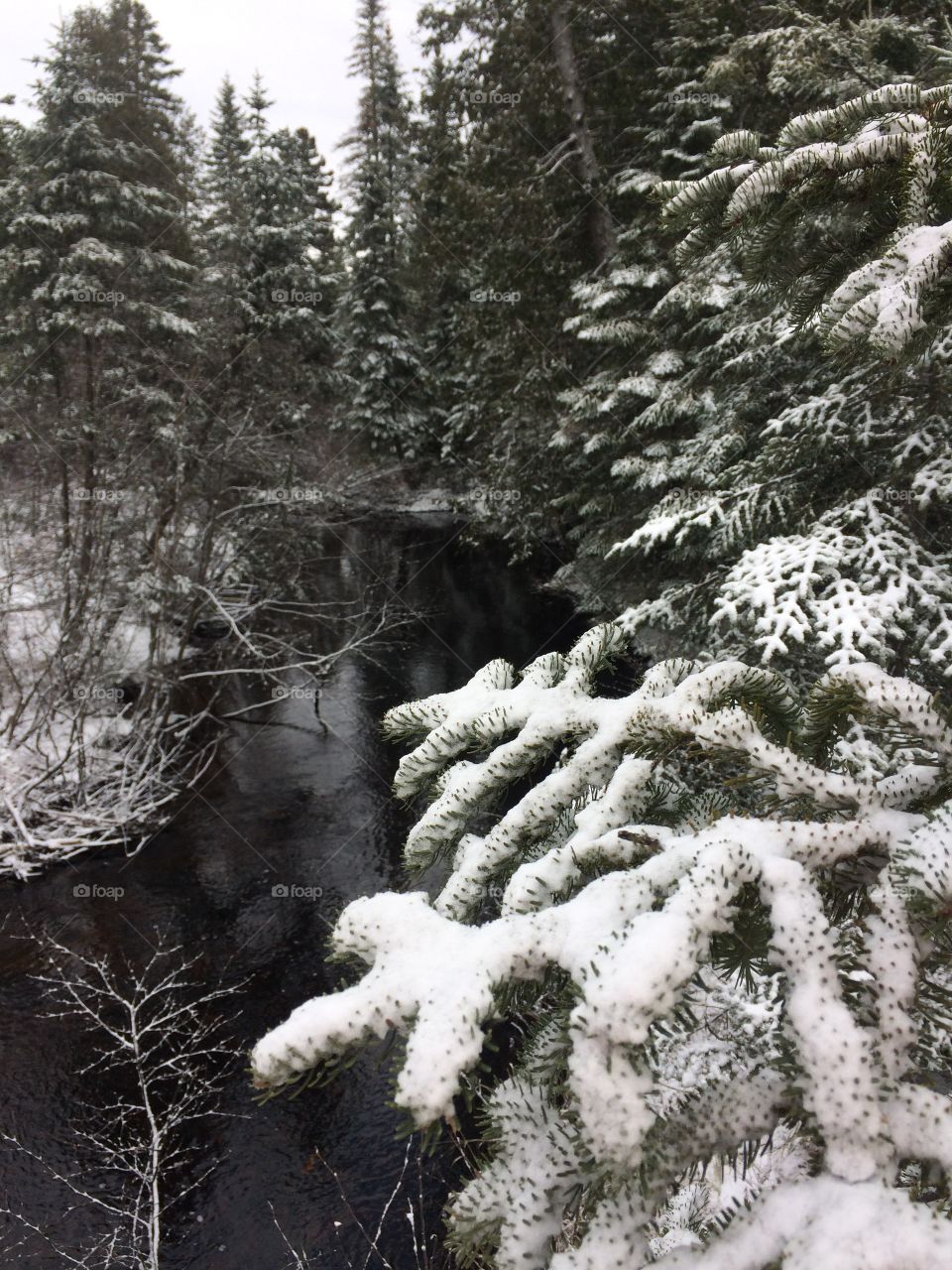 Brook in the woods after the first snow fall 