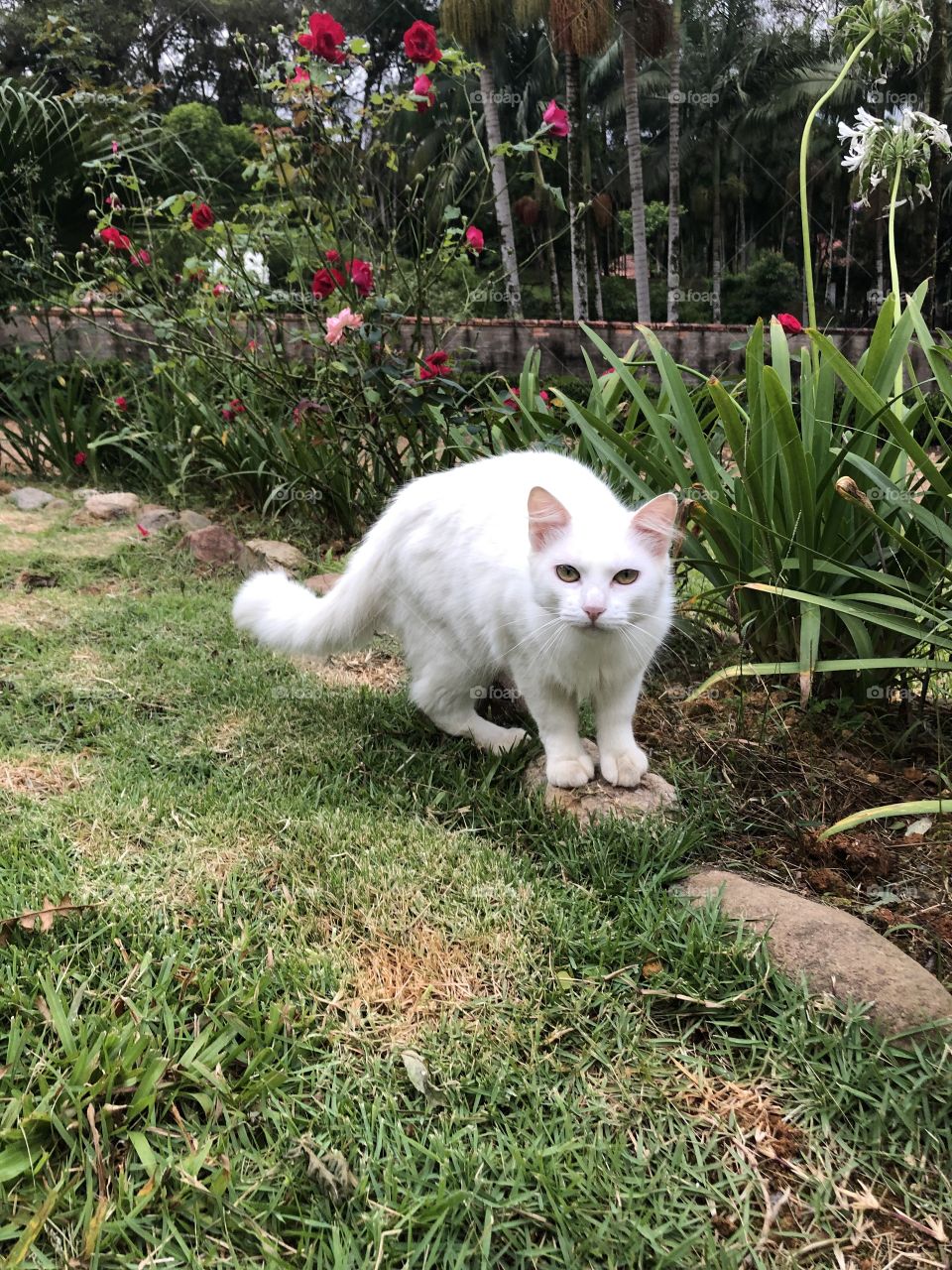 Gato no jardim fazendo pose 