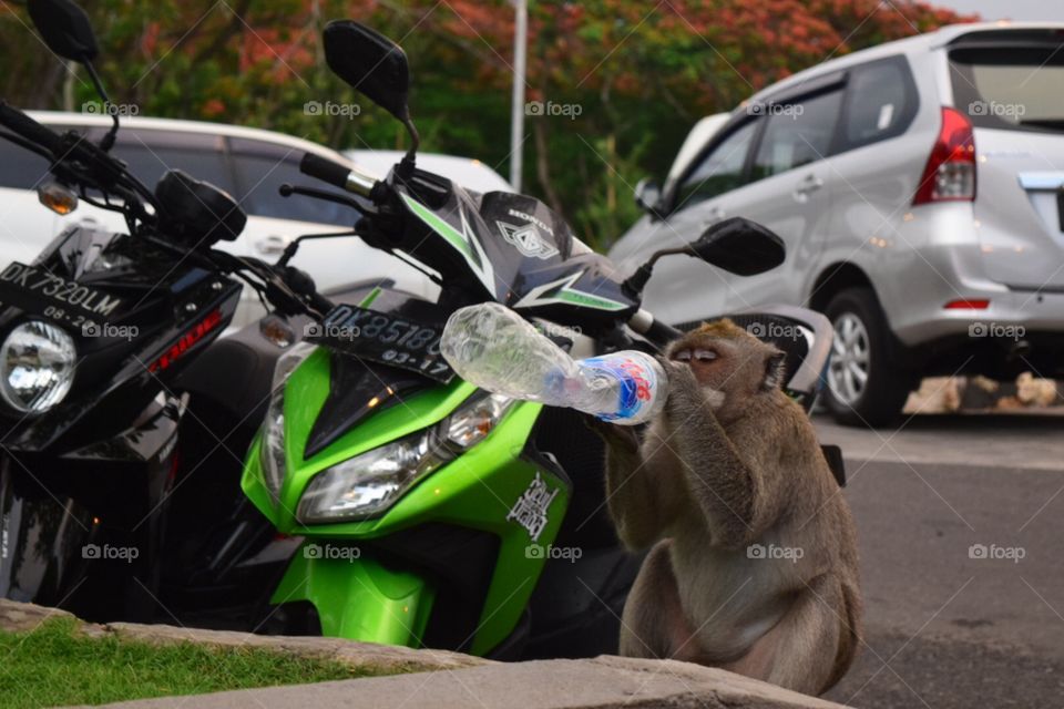 Monkey drinking water bottle