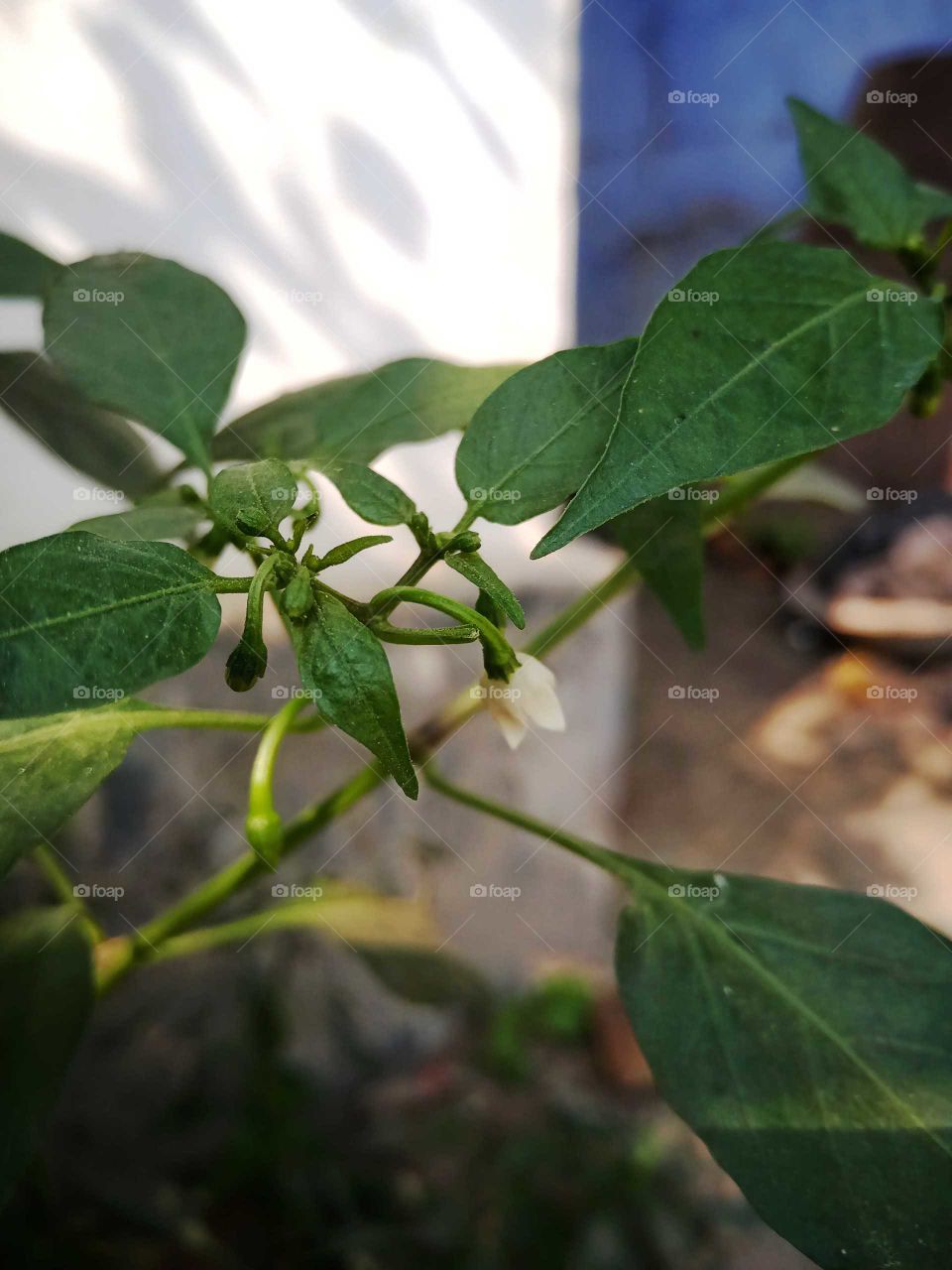 Beautiful green chili flower nice looking image india
