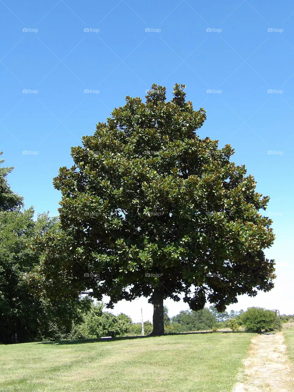 Big Spring Tree