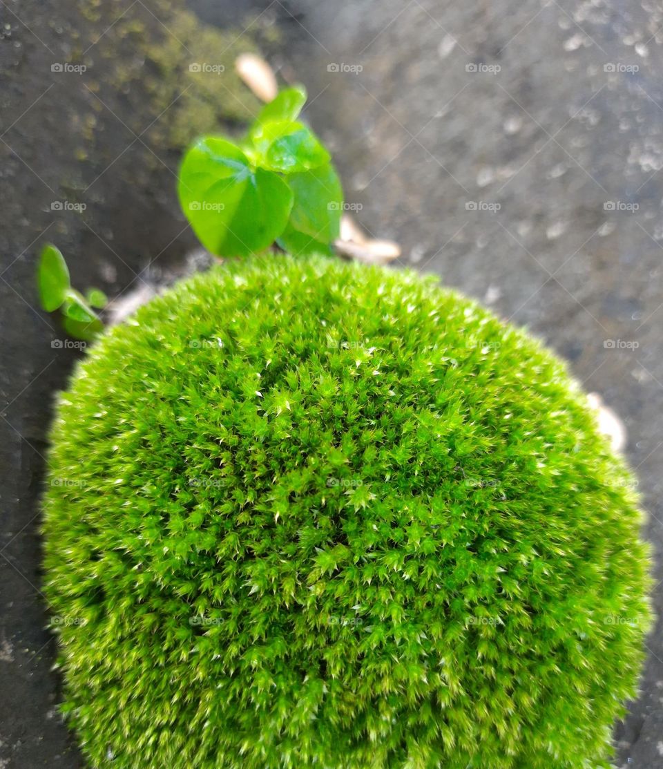 poganatum plants on the roof