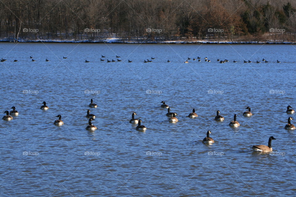 Geese in the Winter on the Lake