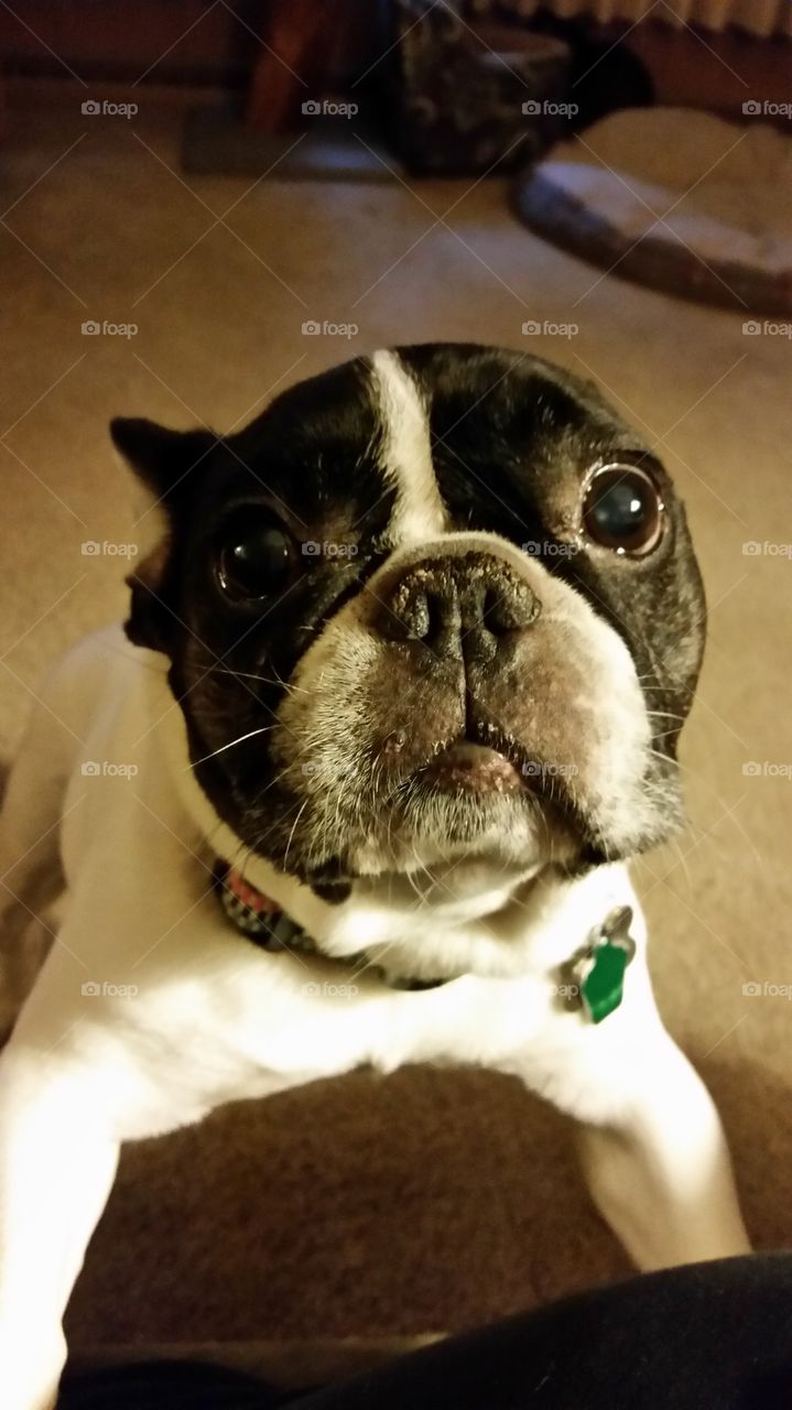 Pied Frenchie Needing Loving