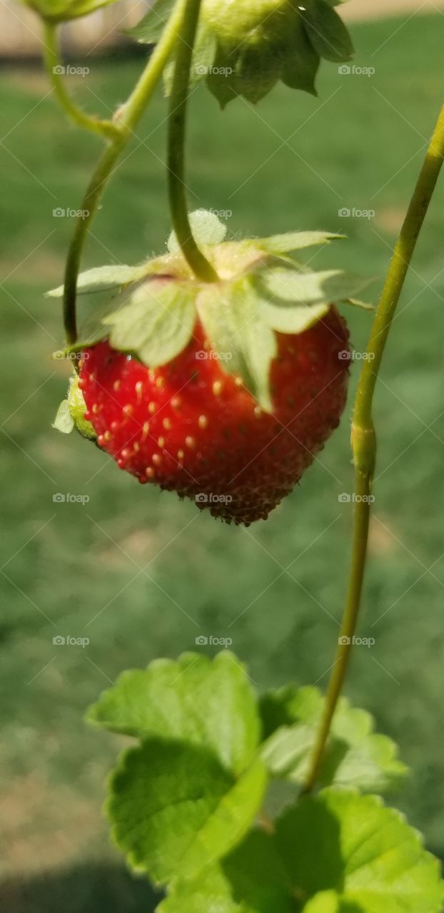 strawberry