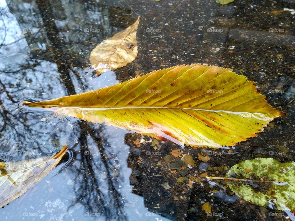 Leaf in the rain
